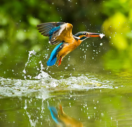 Duurzaamheid & milieu - Ijsvogel met vis